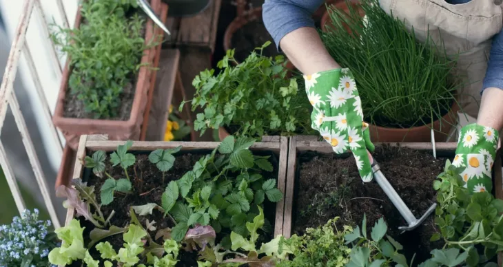 Make Your Garden Creative, By Making It Edible!