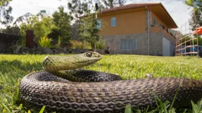 Snake-Proof Your House
