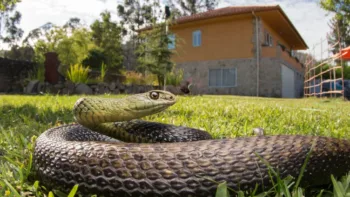 Snake-Proof Your House